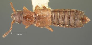 Media type: image; Entomology 6569   Aspect: habitus dorsal view